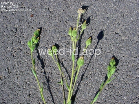 tarweed, showy